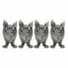 NEMESIS NOW Lot De 4 Figurines Chauve-souris Vampire 'Fang' 2 NEMESIS NOW Lot De 4 Figurines Chauve-souris Vampire 'Fang' -Vêtements Gothiques Boutique u5053r0 900